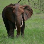 Best Time to Visit Tanzania