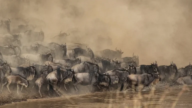 6-Day Witness The Great Wildebeest Migration Safari