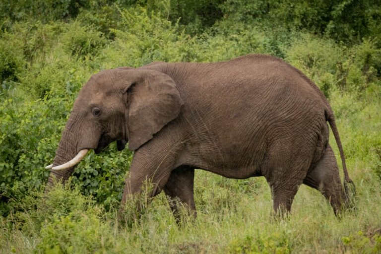 2-Day Safari to Tarangire and Ngorongoro Mid-Range