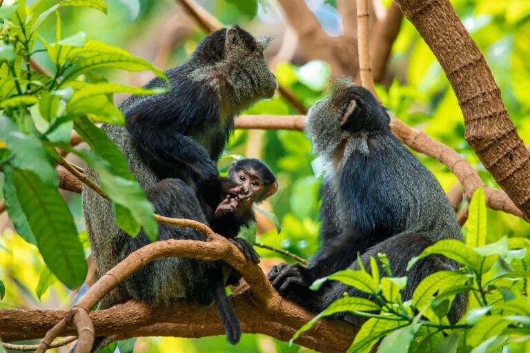 3-Day Safari – Mid Range Serengeti and Ngorongoro