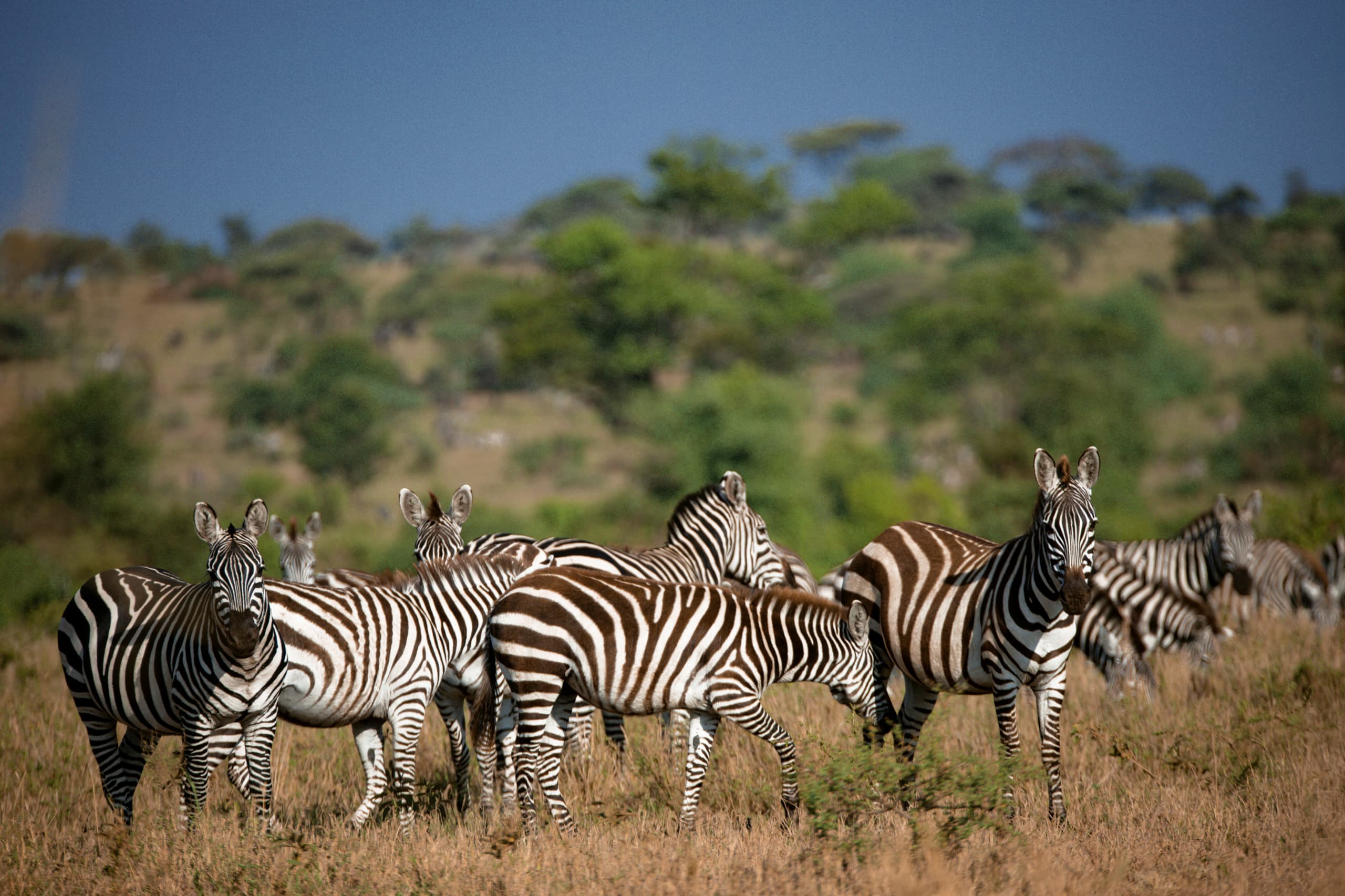 Volunteer in Tanzania - Arusha 9 Safari in Tanzania after volunteering