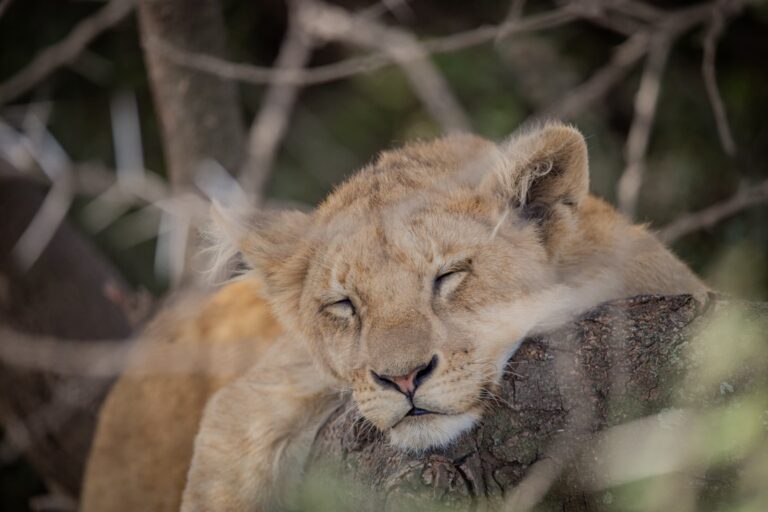 10-Day Luxury Ultimate Safari & Zanzibar