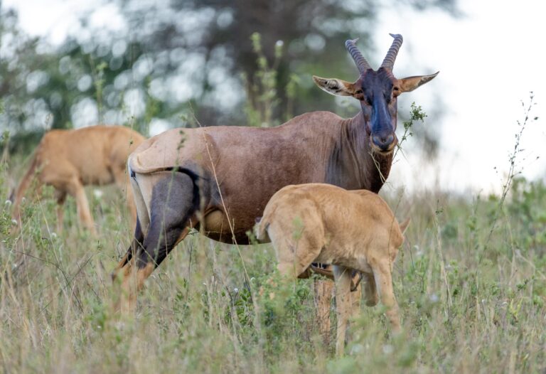 4-Day Tarangire, Serengeti and Ngorongoro Safari