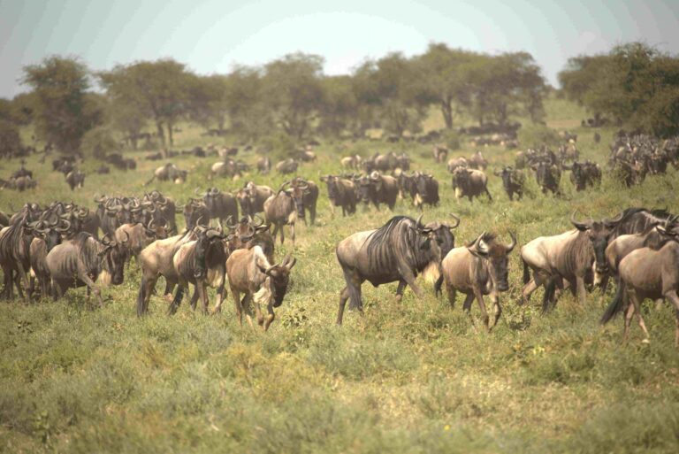 Witness The Great Wildebeest Migration